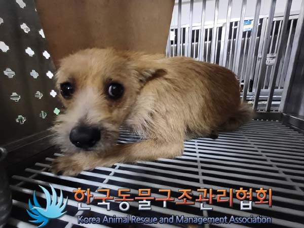 한국동물구조관리협회_411324202400403